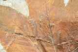 Fossil Sycamore Leaf (Platanus) - Montana #165025-1